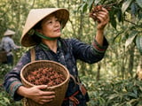 Vietnam Star Anise Prices Hold Firm as Harvest Weather Stays Mild