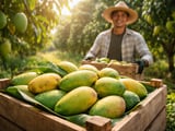Dried Mango Margins Edge Up as Vietnam FOB Holds Premium Over Thai FCA