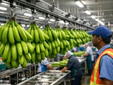 Storm-Damaged Maharashtra Bananas Tighten Supply as Processing Prices Edge Up