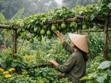 Les prix du fruit de la passion séché au Vietnam restent fermes malgré la météo pluvieuse à Hanoï