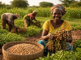 Smaller U.S. Crop Tightens Peanut Balance as Indian FOBs Hold Firm