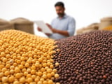Mustard Oil Under Pressure as Indian Demand Lags Heavy Arrivals