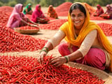 Punjab’s Green Chilli Push: Firozpur Targets Dubai With 700‑Tonne Export Plan