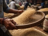 Indian Flooding Puts Sesame Quality in Focus as FOB Prices Edge Higher