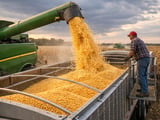 Corn Market Caught Between Weather Fears and Comfortable Global Stocks