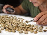 India’s Weak Monsoon Puts 2026‑27 Coffee Supply on a Tightrope