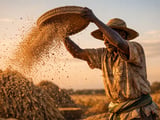 Millet Market: Farmer Holding Strategy Keeps Prices Firm Despite Larger Crop