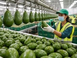 India’s Avocado Market: Domestic Orchards Rise, Quality Risks Persist