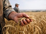 Ukraine Barley: Stable Cash Market, Neutral Short-Term Outlook