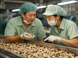 Cashew market steadies as weak demand meets tightening West African supply