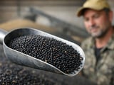 New-Crop Rapeseed Weighs on Ukrainian Prices as Harvest Gathers Pace