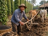 Pepper Market: Stable Prices with Limited Upside, Firm Downside Support