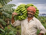 Indian Banana Exports Tighten on Weather Damage and Gulf Logistics Risks