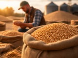 German Feed Wheat Softens as Paris Futures Rebound Slightly