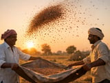 Lentils steady but upside risk grows as Australian chickpea crop slumps