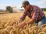 Wheat balances firm as EU exports rise and US supply tightens