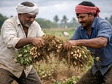 Indian Peanut Market Holds Steady as Monsoon Sets Kharif Sowing Tone