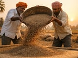 Cumin Prices Hold Firm as Monsoon Rains Arrive in India and Egypt Stays Dry