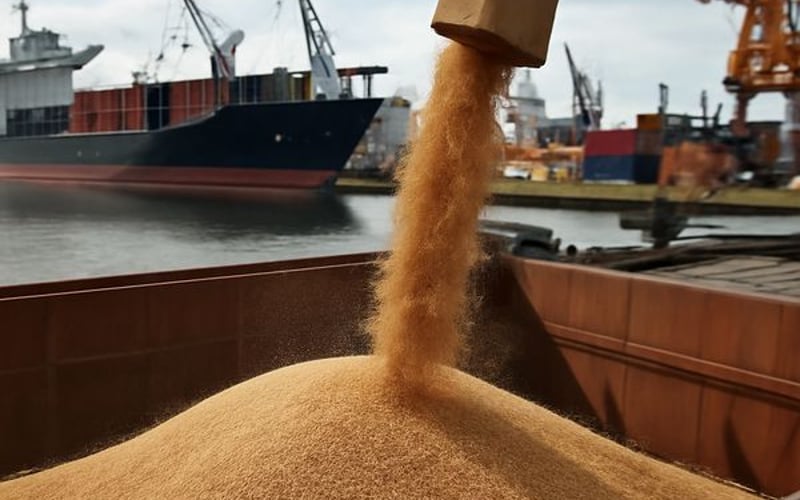 Ukrainian Barley Holds Firm as Export Pace Slows and Logistics Cap Prices
