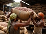 Beans market steadies as Indian rajma finds a floor