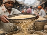 Chad Sesame: Mild Price Softening Amid Hot, Stormy Weather