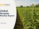 Sesame Market Firms as India’s Kharif Fears Clash with Heavy Chinese Stocks