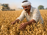 Les prix du soja indien restent fermes alors que la demande mondiale demeure soutenue