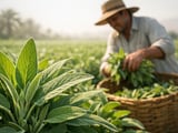 Egyptian Sage FOB Cairo Ticks Higher as Hot, Humid Weather Settles In