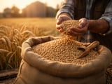 Wheat weakens on soft mill demand as buyers wait for new crop