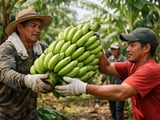 Philippine Banana Tariff Push Poised to Reshape Japan Trade Flows