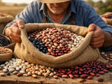 Rajma Chitra holds firm while global bean offers edge higher