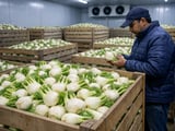 Indian Fennel Seeds Drift Sideways as Post‑Harvest Lull Meets Quiet Export Demand