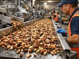 Stable Brazil Nut Prices in the Netherlands Despite Global Logistics Strains