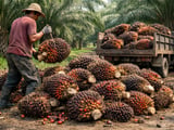 Indonesia’s New Export Gate Clouds Palm Oil Outlook and Farmer Margins