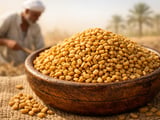 Fenugreek Prices Steady as Heatwave Hits Egypt and Monsoon Firms in India