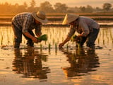Rice Futures Ease as Asian FOB Prices Drift Lower on Weather Jitters