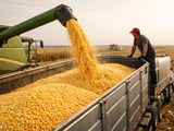 Corn Flat But Fragile: Black Sea Discounts Versus EU Feed Support