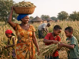 Millet Market Steady as Feed Demand Supports Coarse Grain Complex