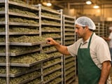 Egyptian Marjoram FOB Cairo Slips Slightly As New Cuts Enter Market