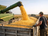 Early Harvest and Weak Export Demand Weigh on Ukrainian Corn Prices