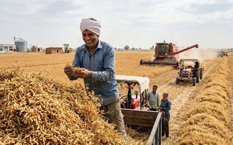 Indian Lentil Harvest Pressures Prices, Opening a Brief Buyer’s Window