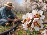 Ukraine’s Almond Rhapsody: A New Player Emerges in a Firm Global Almond Market