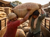 Moong-led softness keeps beans market capped despite weather worries