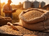 Oats Pause After September Surge as Futures Firm, Cash Stays Flat