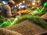 Indian Dill Seed Prices Hold Steady as Monsoon Begins to Retreat