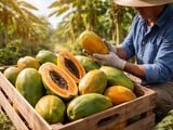 Dried Papaya Prices Hold Steady as Thai El Niño Risk Looms Over New Crop