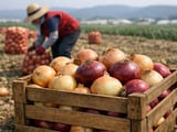 South Korea’s Onion Glut Pressures Prices as Consumption Campaign Kicks Off