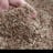 Cumin seeds