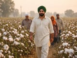 Punjab Cotton Firms as New-Crop Arrivals Test Early Demand