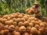 India Weighs Coconut Duty Cuts as Global Desiccated Prices Edge Higher